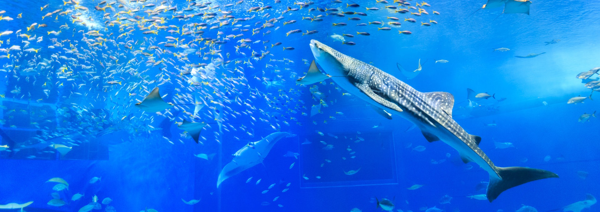 美ら海水族館